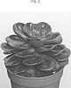 Echeveria%20hybrid%20%27AMIECH1912%27
