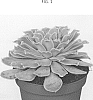 Echeveria%20elegans%20x%20Echeveria%20shaviana%20%27AMIECH2001%27