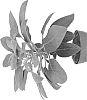 Peperomia%20vestita%20%27EC-PEPE-1903%27