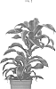 Dracaena%20fragrans%20%27DRA201901%27
