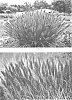 Pennisetum%20alopecuroides%20%27Love%20and%20Rockets%27