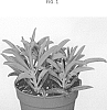 Senecio%20hybrid%20%27AMICU1909%27