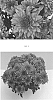 Chrysanthemum%20x%20morifolium%20%27CIDZ0107%27