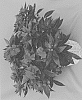 Impatiens%20hawkeri%20%27Dongimagma%27