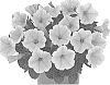 Petunia%20X%20hybrida%20%27Dopetsweeye%27