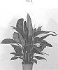 Spathiphyllum%20sp.%20Schott.%20%27Sweet%20Isabella%27