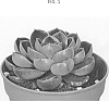 Echeveria%20hybrid%20%27AMIECH1913%27