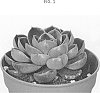 Echeveria%20hybrid%20%27AMIECH1913%27