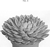 Echeveria%20agavoides%20x%20Echeveria%20elegans%20var.%20simulans%20%27OVPEARLS07%27