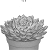 Echeveria%20pulidonis%20%27OVPEARLS05%27