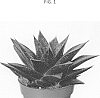 Gasteraloe%20beguinii%20%27OVROCKS07%27
