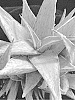 Aloe%20hybrid%20%27SNOW%20DRIFT%27