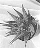 Aloe%20hybrid%20%27ALLIGATOR%27