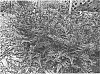 Athyrium%20niponicum%20%27Crested%20Surf%27