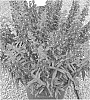 Angelonia%20angustifolia%20%27Ansublu021%27
