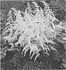 %28Astilbe%20japonica%20x%20A.%20arendsii%29%20X%20Astilbe%20thunbergii%20%27Moccachino%27