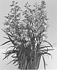Penstemon%20barbatus%20%27Dopensprispin%27