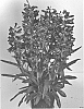 Penstemon%20barbatus%20%27Dopensprislipur%27