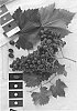 Vitis%20interspecific%20hybrid%20%27IFG%20Forty-four%27