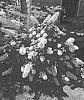 Hydrangea%20quercifolia%20%27Snowcicle%27