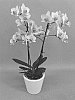 Phalaenopsis%20hybrid%20%27PHALHINDEK%27