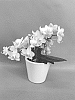 Phalaenopsis%20hybrid%20%27PHALSIRVGE%27