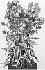 Phlox%20paniculata%20%27Olympus%27