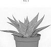 Haworthia%20limifolia%20%27LOCK02%27