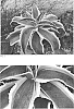 Manfreda%20times%20Agave%2C%20X%20Mangave%20%27Bridal%20Falls%27