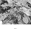Colocasia%20hybrid%20%27Tea%20Party%27