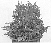 Astilbe%20arendsii%20%27Lucy%27