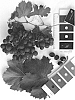 Vitis%20interspecific%20hybrid%20%27IFG%20Forty-five%27