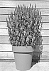 Veronica%20spicata%20%27Verpurg%27