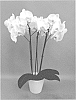 Phalaenopsis%20hybrid%20%27PHALHORDIN%27