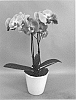Phalaenopsis%20hybrid%20%27PHALARALS%27