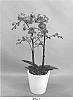 Phalaenopsis%20hybrid%20%27PHALGYMA%27
