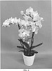 Phalaenopsis%20hybrid%20%27PHALIOURG%27