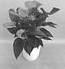 Anthurium%20andraeanum%20L.%20%27ANTHFETBA%27