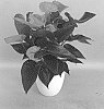 Anthurium%20andraeanum%20L.%20%27ANTHFETBA%27