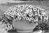 Calibrachoa%20sp.%20%27KLECA18504%27