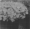 Calibrachoa%20sp.%20%27KLECA18483%27