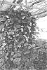 Lysimachia%20christinae%20%27Hillyssun%27