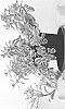 Sedum%20spurium%20%27TAT1801%27