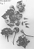 Rosa%20hybrida%20%27Poulpah101%27