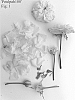 Rosa%20hybrida%20%27Poulpah100%27