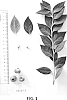 Vaccinium%20hybrid%20%27NS%2016-15%27