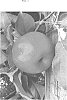 Malus%20domestica%20%27SO%207%27