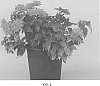 Lantana%20camara%20L.%20%27UF-1013-1%27