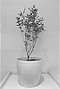 Syringa%20meyeri%20%27ANNY2013-02%27