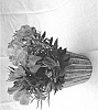 Alstroemeria%20hybrida%20%27Koncacandy%27
